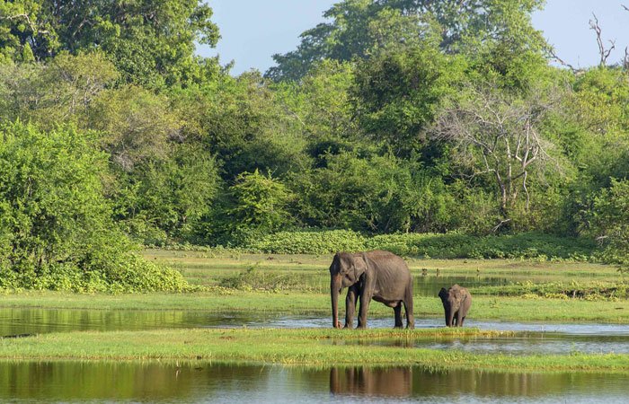 Wasgamuwa National Park